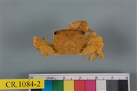 藏品(方形大額蟹)的圖片